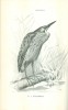 Herman Ottó : A madarak hasznáról és káráról  (1. kiadás)