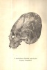 Lenhossék József : A mesterségesen eltorzított koponyákról általában, különösen pedig egy Csongrádon és Székely- Udvarhelyen talált ilynemű makrokephal és egy Alcsúthon talált barbár korból származó koponyáról.