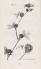 Winterl, J.[ózsef] J.[akab] : Index Horti Botanici Universitatis Hungaricae, quae Pestini est