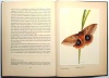 LINSENMAIER, Walter & HANDSCHIN, Eduard : Bilder aus der Wunderwelt tropischer Schmetterlinge