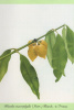 Claret de Souza, Graces u.a. : Fruit Trees of the Amazon Region