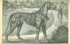 Seyfarth, Arthur : Der Hund und seine Rassen