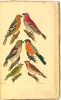 Brehm, Christian Ludwig : Handbuch der Naturgeschichte aller Vögel Deutschlands, worin ... mehr als 900 einheimische Vögel-Gattungen... beschreiben sind. 