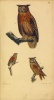 Brehm, Christian Ludwig : Handbuch der Naturgeschichte aller Vögel Deutschlands, worin ... mehr als 900 einheimische Vögel-Gattungen... beschreiben sind. 