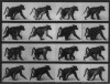 Muybridge, Eadweard : Animals in motion