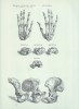 Vesalius, Andreas : De Humani Corporis Fabrica (Az emberi test felépítéséről)