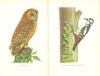 Barclay-Smith, Phyllis - Shepheard, Peter : Woodland Birds 