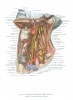 Szentágothai János - Kiss Ferenc : Atlas of human anatomy I-III.