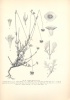 Holmboe, Jens : Studies on the Vegetation of Cyprus, based upon researches during the spring and summer 1905.