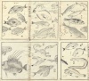 095.     TAKIZAWA KIYOSHI : Album of Pictures of Fish and Shells (Gyorui no bu). 