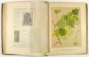 Hempel, Gustav – Wilhelm, Karl : Die Bäume und Sträucher des Waldes in botanischer und forstwirthschaftlicher Beziehung. 1-3. (3 vol. in 2)