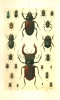 Hofmann, Ernst : Der Käfersammler
