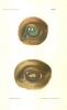 Bayer, Dr. Jos. : Augenheilkunde - Handbuch der tierärztlichen Chirurgie und Geburtshilfe, Band V.