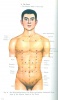 Jing, Chen : Anatomical Atlas Of Chinese Acupuncture Points