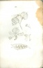 Rousseau, Jean-Jacques - Clairville, Joseph Philippe de : Le botaniste sans maître ou manière d'apprendre seul la botanique
