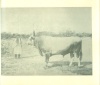 Képek Magyarország állattenyésztéséből. - 1896-iki ezredéves állatkiállítások emléke. (Reprint kiadás)