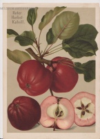 Roter Herbst-Kalvill - 1900 körüli német chromolithográfia