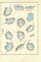KATSUSHIKA HOKUSAI : (Turtles.) Denshin kaishu-ippitsu gafu.  Drawing Manual – Album of Drawing with one Stroke of the Brush