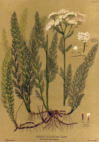 Schröter, L[eonhardt] : Achillea millefolium Linné - Gemeine Schafgarbe. [cickafark] [[Az év gyógynövénye 2022]]