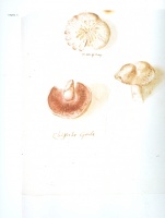 Clusius, Carolus : Fungorum in Pannoniis observatorum Brevis historia et codex clusii  (Fakszimile kiadás)