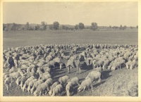 103.     [BALOGH, RUDOLF] : [Flock of sheep], cca. 1930.