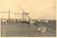 106.     [BALOGH, RUDOLF] : [Hungarian gray cattle herd], cca. 1930.