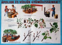 016. Ápoljuk és védjük gyümölcsfáinkat! [Szemléltető falikép.]<br><br>[Care and protect our fruit trees!] [Illustrative wall picture.]
