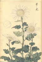 219.     HASEGAWA KEIKA : One Hundred Chrysanthemums  