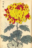 220.     HASEGAWA KEIKA : One Hundred Chrysanthemums  
