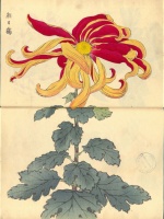 221.     HASEGAWA KEIKA : One Hundred Chrysanthemums