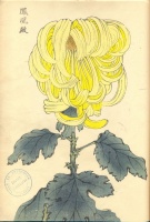 223.     HASEGAWA KEIKA : One Hundred Chrysanthemums  