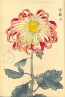 224.     HASEGAWA KEIKA : One Hundred Chrysanthemums 