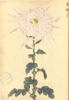 225.     HASEGAWA KEIKA : One Hundred Chrysanthemums