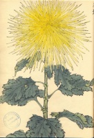 226.     HASEGAWA KEIKA : One Hundred Chrysanthemums 