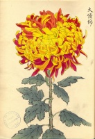 228.     HASEGAWA KEIKA : One Hundred Chrysanthemums 