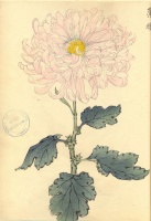 230.     HASEGAWA KEIKA : One Hundred Chrysanthemums