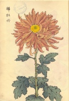 231.     HASEGAWA KEIKA : One Hundred Chrysanthemums.