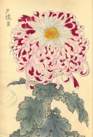 233.     HASEGAWA KEIKA : One Hundred Chrysanthemums.