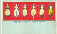 Fejlődés a Darwin elmélet szerint. Karikatúra képeslap [KERÉKPÁROS, 1900 körül]