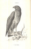 Herman Ottó : A madarak hasznáról és káráról  (1. kiadás)