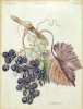 Schmuzer, Jacob Xaver : [Szőlő metszet.] Früchte. II. – Fructus II. – Fruits. II.  [Rézmetszet, korabeli, kézi színezéssel]