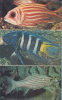 Whitley, Gilbert P. - Pollard, Jack : G.P. Whitley's Handbook of Australian fishes