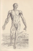 Vesalius, Andreas : De Humani Corporis Fabrica 