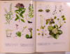 Jávorka Sándor-Csapody Vera : Iconographia florae partis Austro-Orientalis Europae Centralis