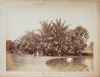 268.     UNKNOWN - ISMERETLEN : Singapore – Scenerie aus dem Botanischen Parken. [Scenery from the Botanical Garden], cca. 1880.