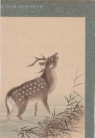 [Bőgő szarvas] - Kínai akvarell.