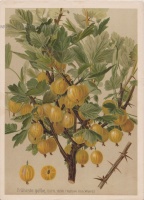 Früheste gelbe, D.P.V. (Yellow lion, Ward)