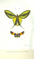 LINSENMAIER, Walter & HANDSCHIN, Eduard : Bilder aus der Wunderwelt tropischer Schmetterlinge