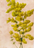 Ismeretlen : Tejoltó galaj  (Galium verum) -  Akvarell