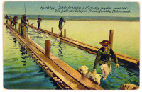 HORTOBÁGY. Juhok fürösztése a Hortobágy folyóban, úsztatás. Das Baden der Schafe... (1916)